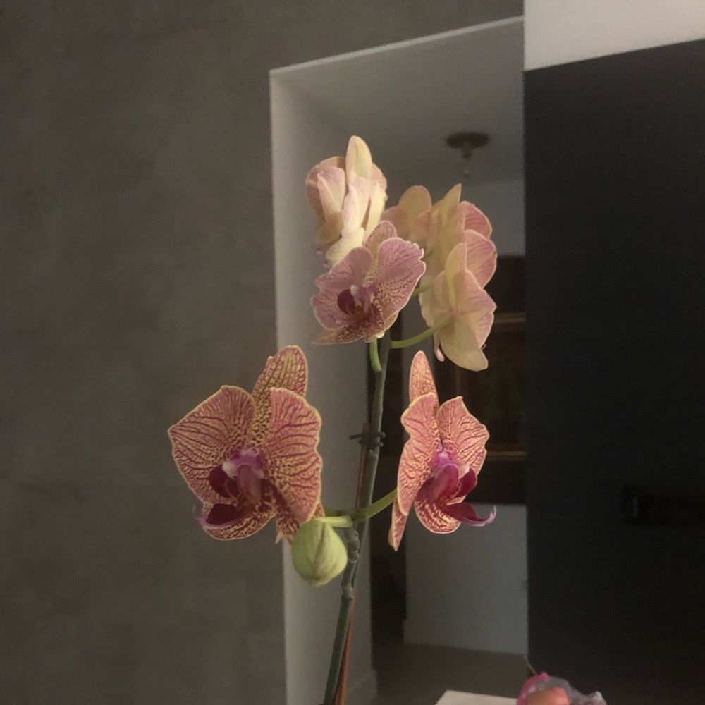 Meet your Posher, Mariaelena